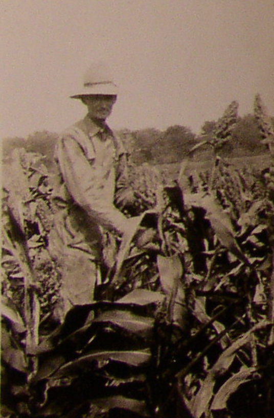 Grampa Deakins tending his field corn