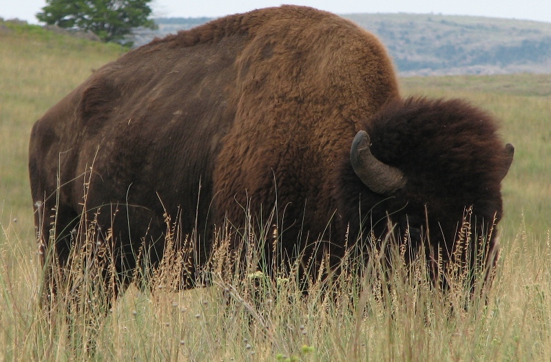 Buffalo feeding in short prairie grass
